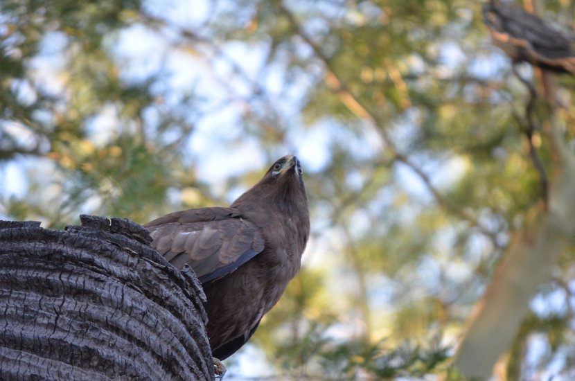 Bateleur des savanes_21