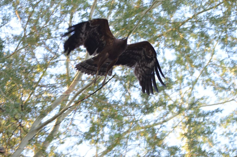 Bateleur des savanes_23