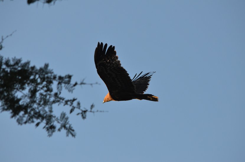 Bateleur des savanes_25