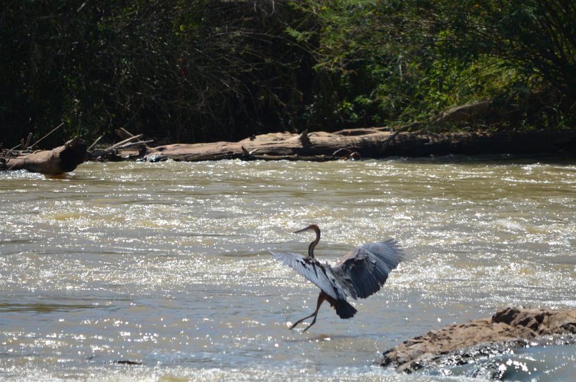 Heron pourpre_31