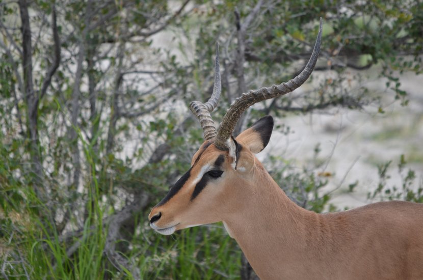 Impala-11