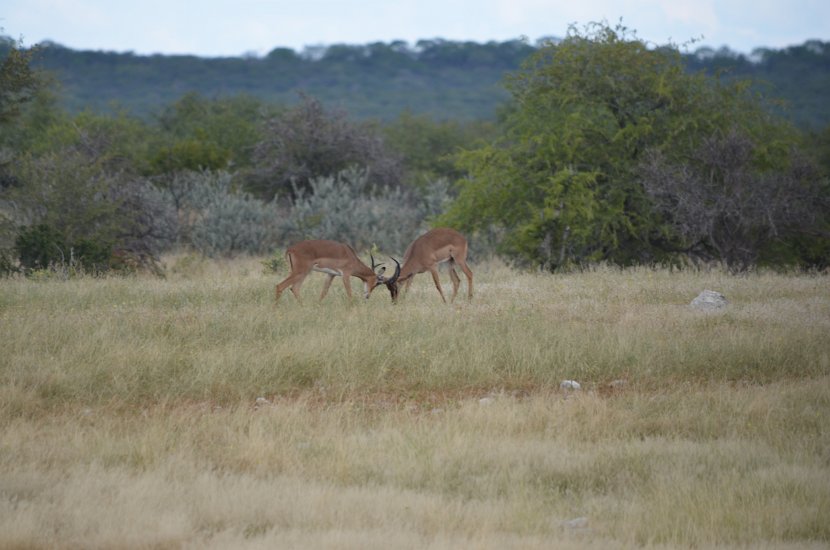 Impala-16