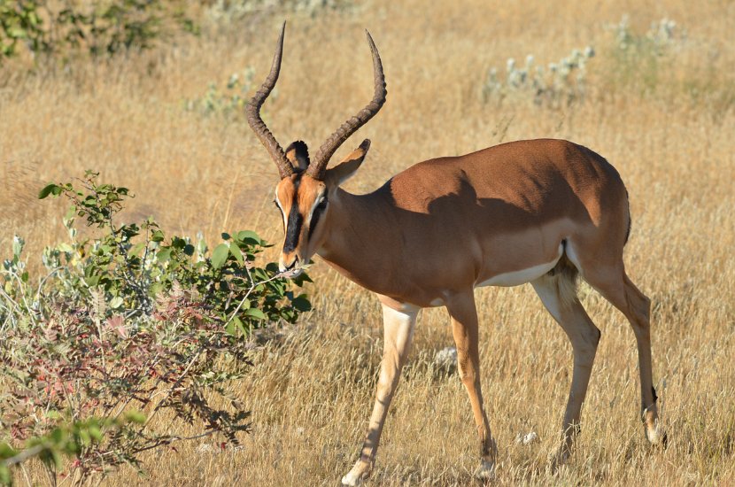 Impala-19