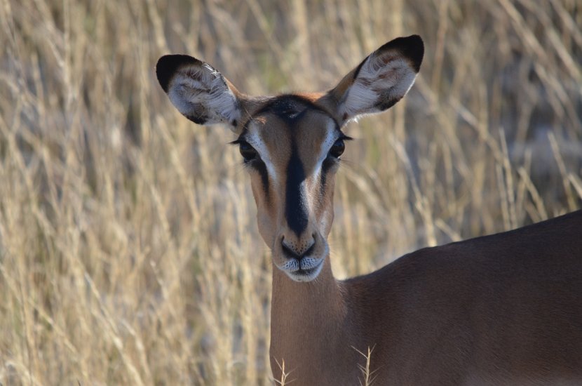 Impala-30