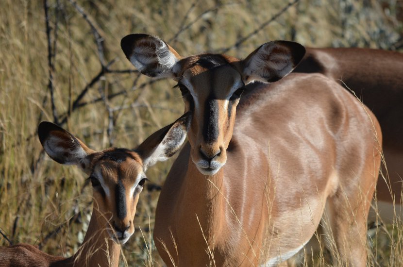 Impala-31