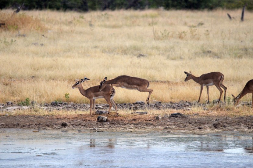 Impala-37