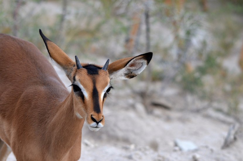 Impala-52