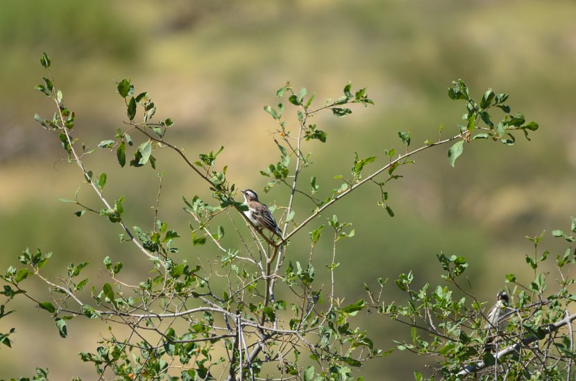 Moineau tisserin a sourcil blanc_02