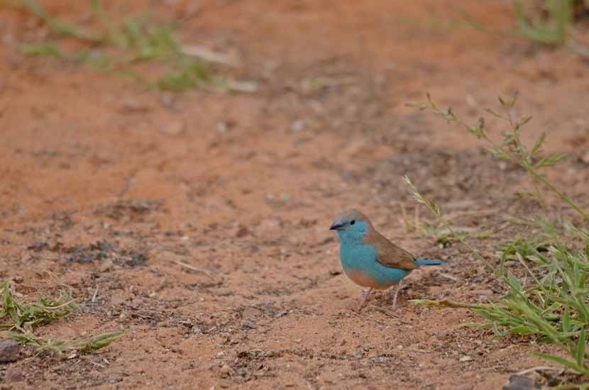 Waxbill bleu