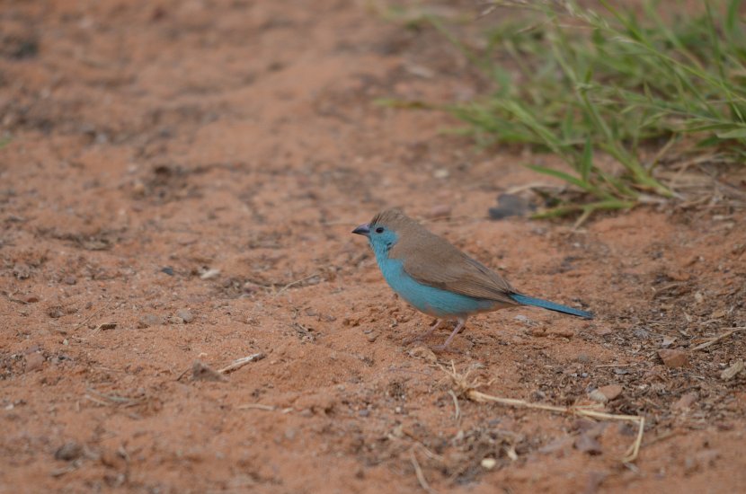 Waxbill bleu_02