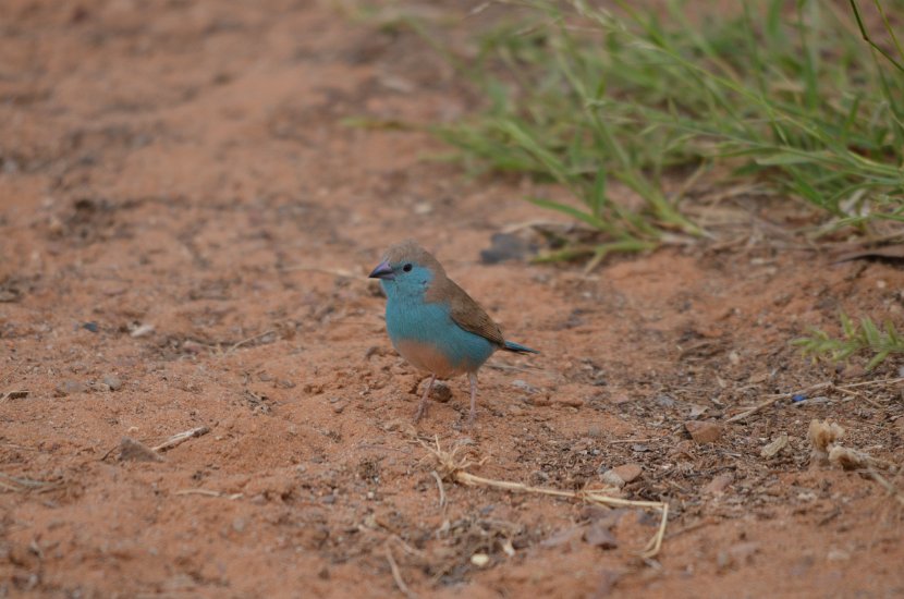 Waxbill bleu_03