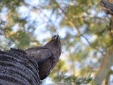 Bateleur des savanes_21.JPG