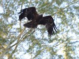 Bateleur des savanes_23.JPG