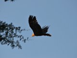 Bateleur des savanes_25.JPG