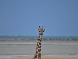 Girafe-19.JPG