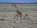 Girafe-21.JPG