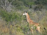 Girafe-41.JPG