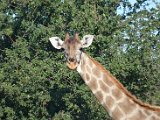 Girafe-64.JPG