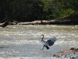 Heron pourpre_31.JPG