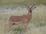 Impala-18.JPG