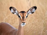 Impala-57.JPG