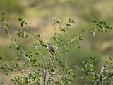 Moineau tisserin a sourcil blanc_02.JPG