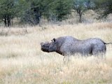 Rhinoceros-6.JPG