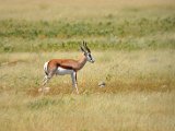 Sprinbok-18.JPG