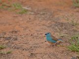 Waxbill bleu.JPG