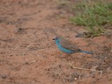 Waxbill bleu_02.JPG