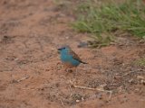 Waxbill bleu_03.JPG