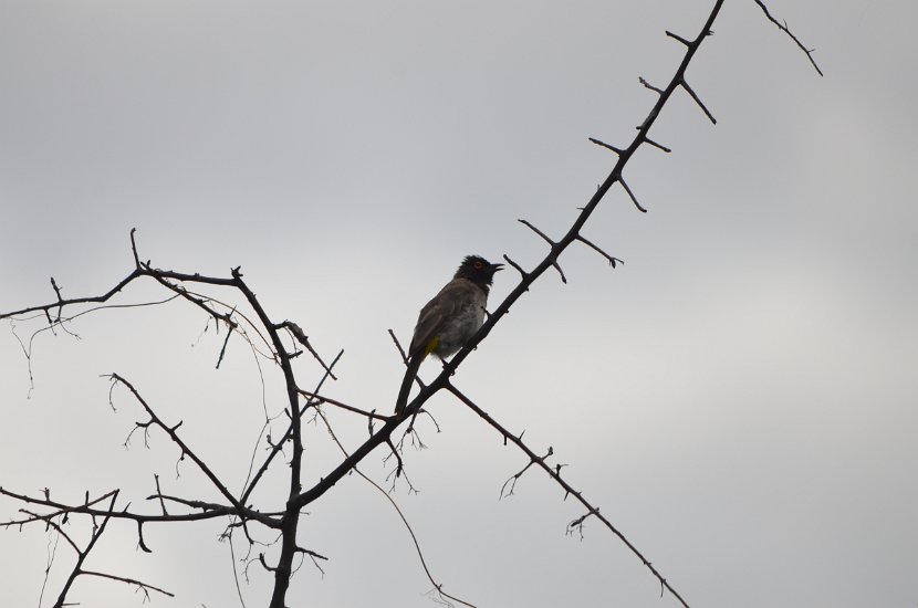 BULBUL BRUNOIR_01