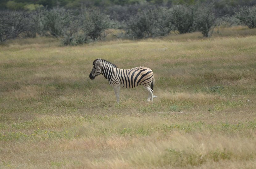 Zebre-1