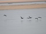 Cormoran_02.JPG